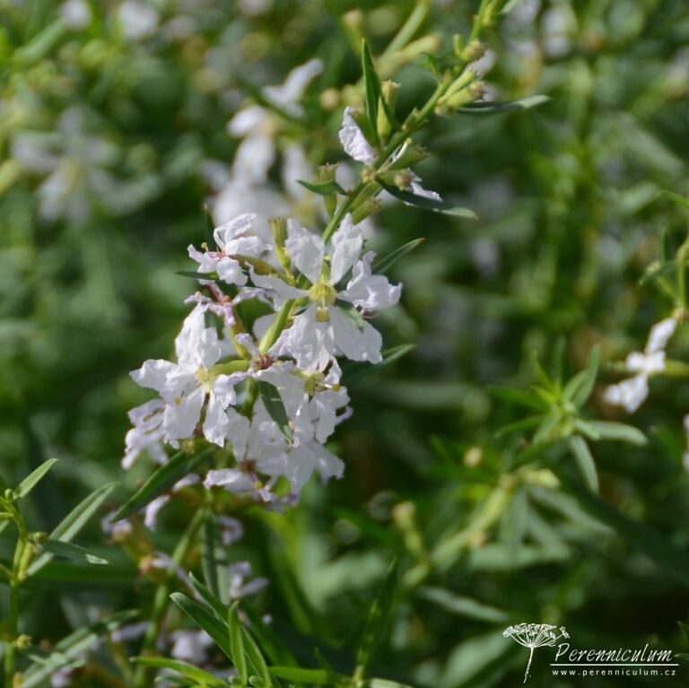 Lythrum Virgatum White Swirl Perenniculum