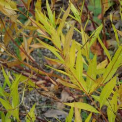 Amsonia tabernaemontana