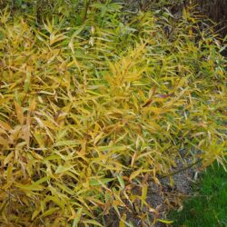 Amsonia tabernaemontana