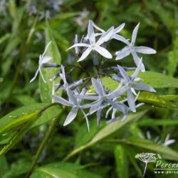 Amsonia tabernaemontana