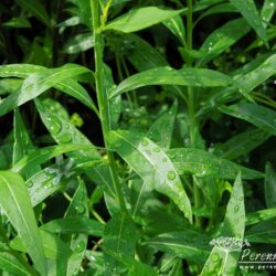 Amsonia tabernaemontana