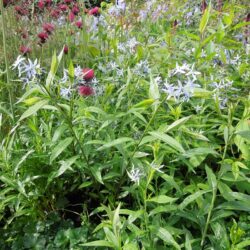 Amsonia tabernaemontana