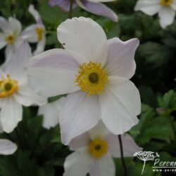 Anemone Wild Swan