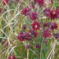 Aquilegia vulgaris var. stellata Ruby Port