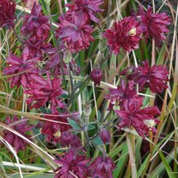 Aquilegia vulgaris var. stellata Ruby Port