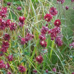 Aquilegia vulgaris var. stellata Ruby Port