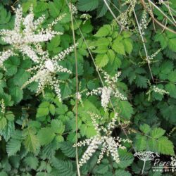 Aruncus Misty Lace