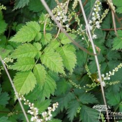 Aruncus Misty Lace