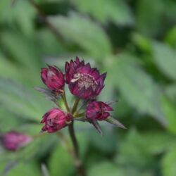 Astrantia major Claret