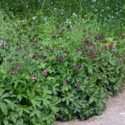 Astrantia major Claret