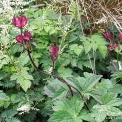 Astrantia major Claret