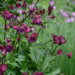 Astrantia major Claret