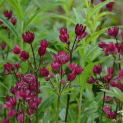 Astrantia major Claret