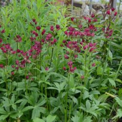 Astrantia major Claret