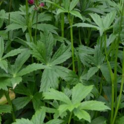 Astrantia major Claret