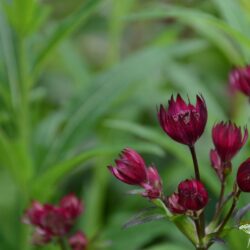 Astrantia major Claret