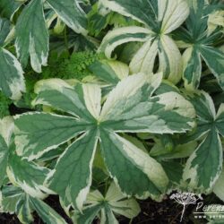 Astrantia major Sunningdale Variegated