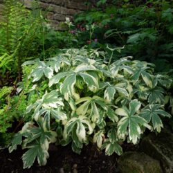 Astrantia major Sunningdale Variegated