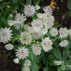 Astrantia major Sunningdale Variegated