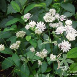 Astrantia major Sunningdale Variegated