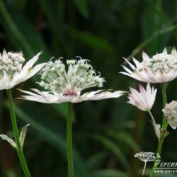 Astrantia major White Giant