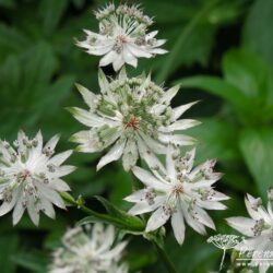 Astrantia major White Giant