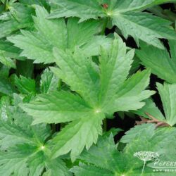 Astrantia major White Giant