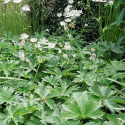 Astrantia major White Giant