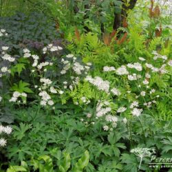 Astrantia major White Giant