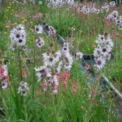 Berkheya purpurea