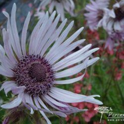 Berkheya purpurea