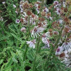 Berkheya purpurea