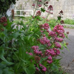 Centranthus ruber