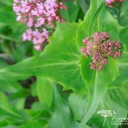 Centranthus ruber