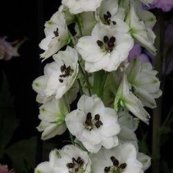 Delphinium Atholl