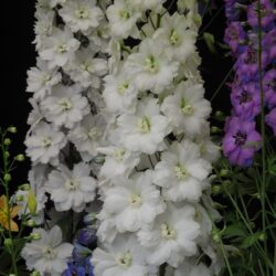 Delphinium Elizabeth Sahin