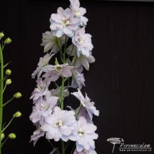 Delphinium Gossamer