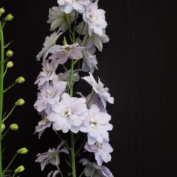 Delphinium Gossamer