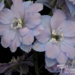 Delphinium Gossamer