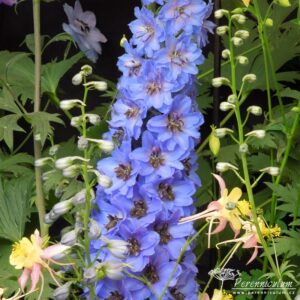 Delphinium Kestrel