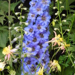 Delphinium Kestrel