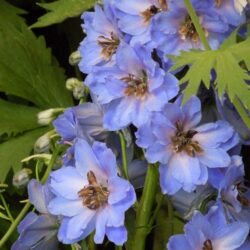 Delphinium Kestrel