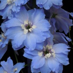 Delphinium Loch Leven