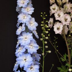 Delphinium Loch Leven