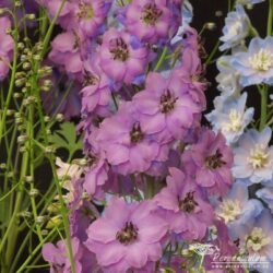 Delphinium Michael Ayres