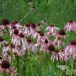 Echinacea pallida