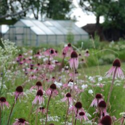 Echinacea pallida