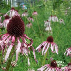 Echinacea pallida