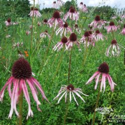 Echinacea pallida