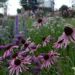 Echinacea pallida